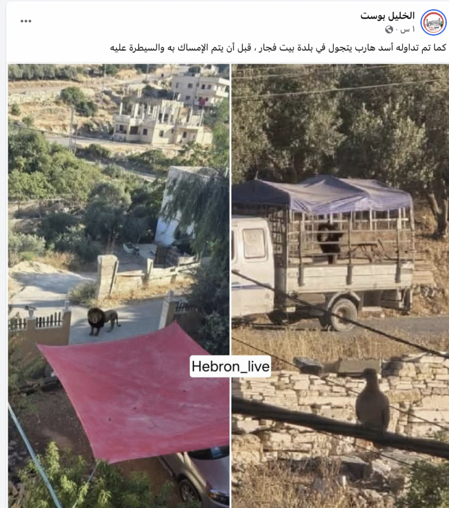 لا صحة لهروب أسد في بلدة بيت فجار